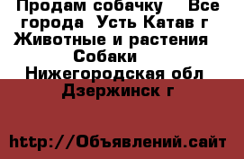 Продам собачку  - Все города, Усть-Катав г. Животные и растения » Собаки   . Нижегородская обл.,Дзержинск г.